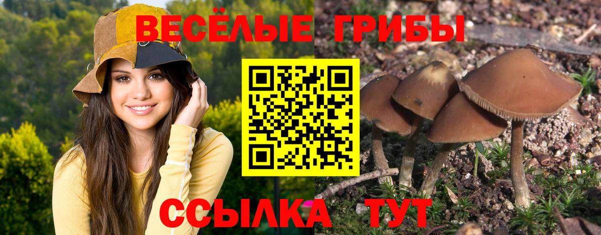 Псилоцибиновые грибы Magic Shrooms  Вход с VPN  Казань  Псилоцибиновые грибы Psilocybe 